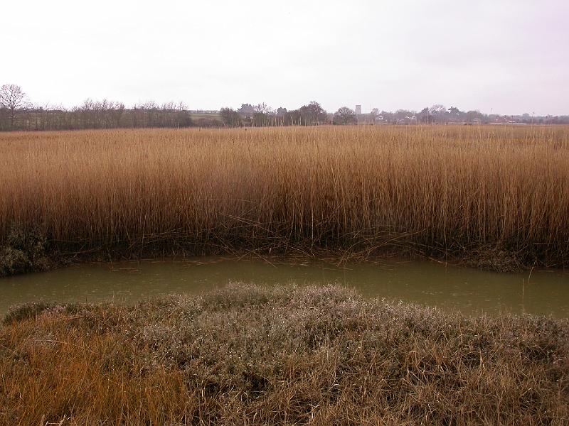 Bulcamp Marshes - DSCN3683.JPG